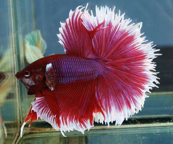 rose tail betta